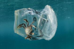 Ein Krebs, der sich unter Wasser in einem weggeworfenen Plastikbecher verfangen hat