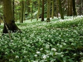 Ein Feld weißer Blütten mitten in unberührtem Wald.