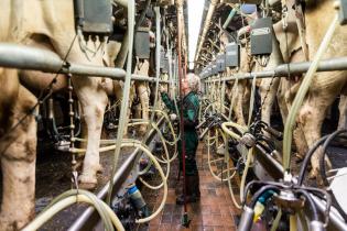 Melkanlage auf einem konventionellen Milchhof in Niedersachsen. Kühe stehen eng an eng und werden gemelkt.
