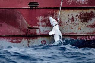 Ein gefangener Hai wird an Bord gezogen