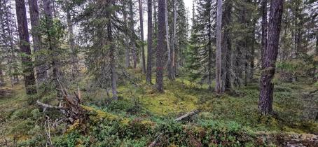 finnischer Wald