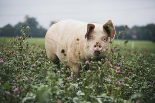 Ein Schwein steht auf einer natürlichen Blumenwiese.