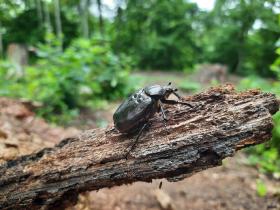 Käfer in seinem natürlichen Habitat im Wald
