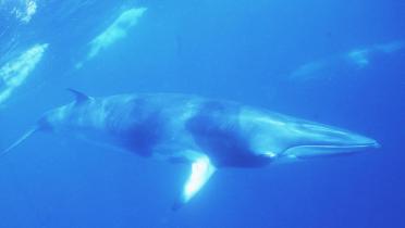 Ein Minke Wal unter Wasser