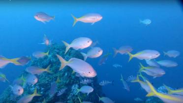 Mount Vema Fischpopulation