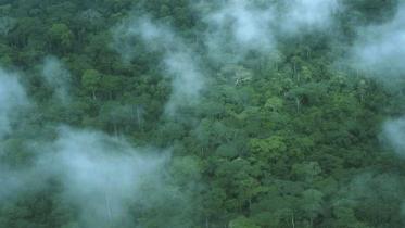Blick auf den Kongo, Baumkronen im Nebel, Januar 2000