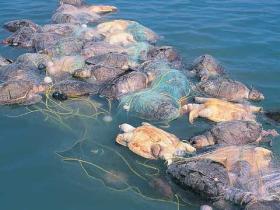Tote Schildkröten