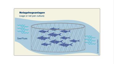 Grafik: Netzgehegeanlagen in der Aquakultur