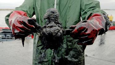 Ölverschmutzter Seevogel nach dem Unfall des Tankers Prestige vor Galicien, Spanien