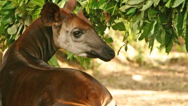 In Gefangenschaft lebendes Okapi in der Demokratischen Republik Kongo (DRC). 