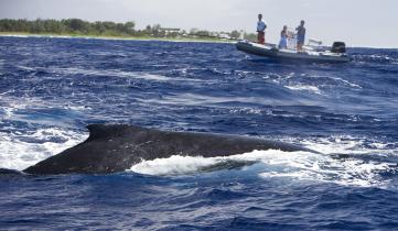 Forscher und Greenpeace markieren Buckelwale vor den Cook-Inseln mit Sendern, September 2007