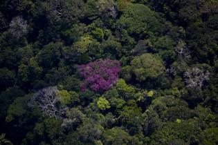 Blick auf den Amazonas Regenwald in Brasilien, 2007