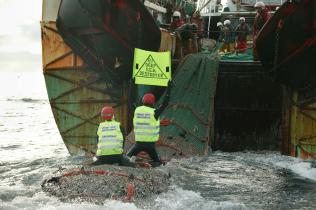 Greenpeace-Aktivisten klettern auf das Netz des Bottom-Trawlers, 