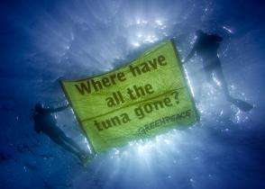 Menorca 2006: Greenpeace-Taucher fragen mit einem Banner: Wohin ist der Thunfisch verschwunden?