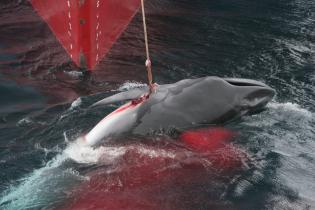 Die Yushin Maru fängt einen Wal mit der Harpune, Dezember 2005