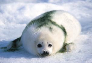 Greenpeace-Aktion gegen die Robbenjagd in Kanada im Januar 1982