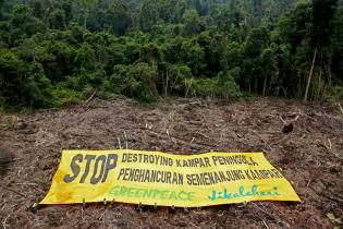 Greenpeace-Protest gegen den Papierkonzern APP in Indonesien,  November 2011