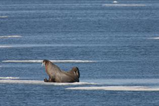 Greenpeace-Expedition mit der in der Arktis, Walrösser, Juli 2009