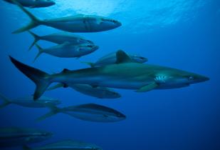 Seidenhai gefolgt von Regenbogenmakrelen angelockt von Fischsammler, September 2009