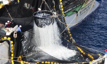 Japanische Fischer der „Fukuichi Maru“ holen Thunfischfang ein, September 2009