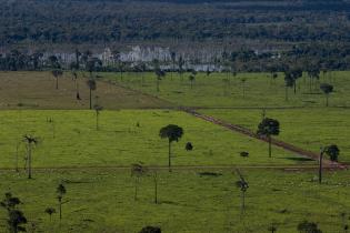 Regenwaldzerstörung für Rinderzucht in Brasilien, 2009