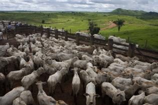 Rinderfarm in Brasilien, 2009