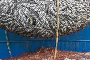 Netz des ecuadorianischen Ringwadenfischers „Ocean Lady“, Dezember 2012