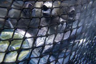 Thunfisch und Beifang im Netz der „Ingalapagos“, Dezember 2012