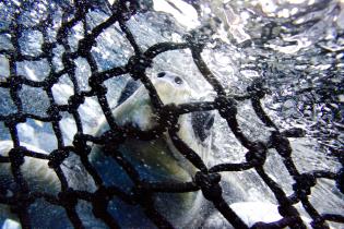 Eine Schildkröte im Netz der Ingalapagos, Dezember 2009