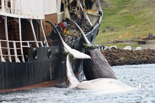 Die "Hvalur 9" kehrt mit zwei getöteten Finnwalen in den Hafen zurück, Juni 2009