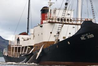 Die "Hvalur 9" kehrt mit zwei getöteten Finnwalen in den Hafen zurück, Juni 2009