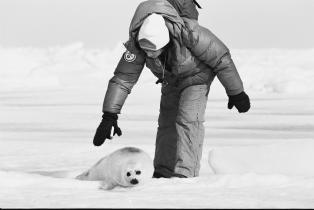 Greenpeace-Aktivistin besprüht ein Robbenbaby mit ungiftiger grüner Farbe, um es vor den kanadischen Robbenjägern zu retten. 1982
