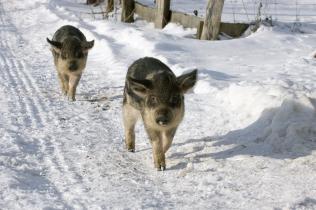  Zwei Mangalica-Schweine, auch Wollschweine genannt, laufen durch Schnee.
