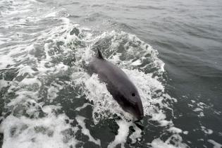 Schweinswal im niederländischen Grevelingenmeer. Meistens sind die Kleinen Tümmler allein oder zu Zweit unterwegs.