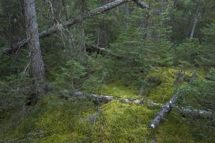 Regenwald im Gebiet der Weißen Berge in Kanada. 