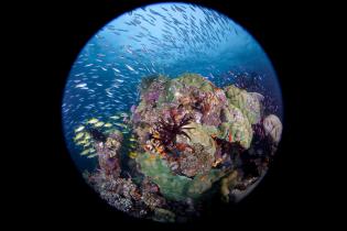 Durch die Taucherbrille betrachtet: Korallenpracht im Great Barrier Riff
