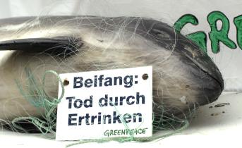 Schweinswale sterben zu Tausenden in den Netzen der Fischerei