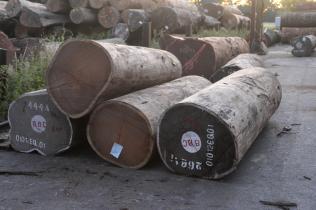 Wenge-Holz aus der DR Kongo in einem Sägewerk in Deutschland.
