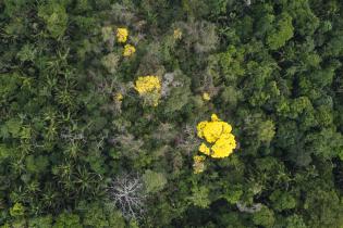 Ipê, ein Baum im Amazonas Regenwald, blüht in prächtigen Farben, 2013