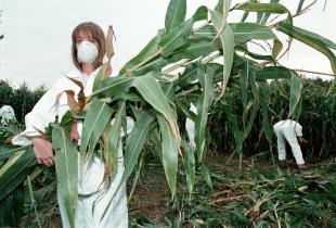 Greenpeace-Aktivisten ernten eine Tonne genetisch-manipulierten Mais, des schweizer Chemiekonzern "Novartis", Januar 1998