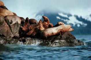 Ihr Felsen ist ölverseucht - Seelöwen im Prince Williams Sound nach der Havarie der Exxon Valdez 1989, Alaska 1989