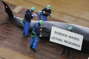 An Bord der "Nisshin Maru", einem Fabrikschiff der japanischen Walfänger. Das Banner weist darauf hin, dass der japanische Walfang im Dienste der Wissenschaft stehe. Die Richter des Internationalen Gerichtshofes sahen dies am 31.3.2014 nicht so und sprach
