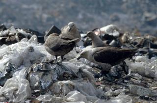 Die US-Basisstation McMurdo 1990/91, eine Müllkippe in der Antarktis. Den Seevögeln kann der Plastikmüll gefährlich werden. 