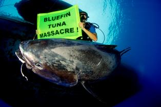 Greenpeace-Taucher mit Banner hinter einem toten Thunfisch, Juni 2007.