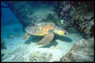 Schildkröte im Great Barrier Reef, Australien 1998