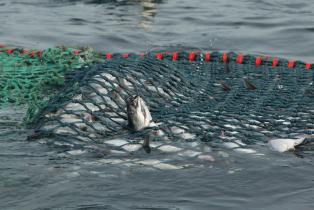 Nordseefische sind die Fische ins Netz gegangen, 2004