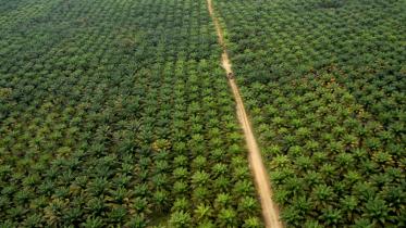 Palmölplantage in West Kalimantan / Indonesien 02/14/2009