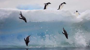Pinguine in der Antarktis springen von einer Eisscholle. Februar 2008