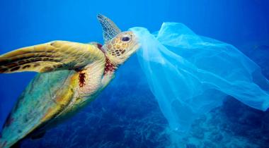 Seeschildkröte frisst Plastiktüte