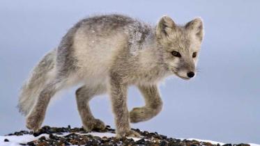 Polarfuchs in Alaska, Dezember 2011